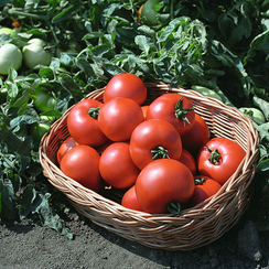 Полбиг F1 семена томата детерминантного (Bejo / Бейо)