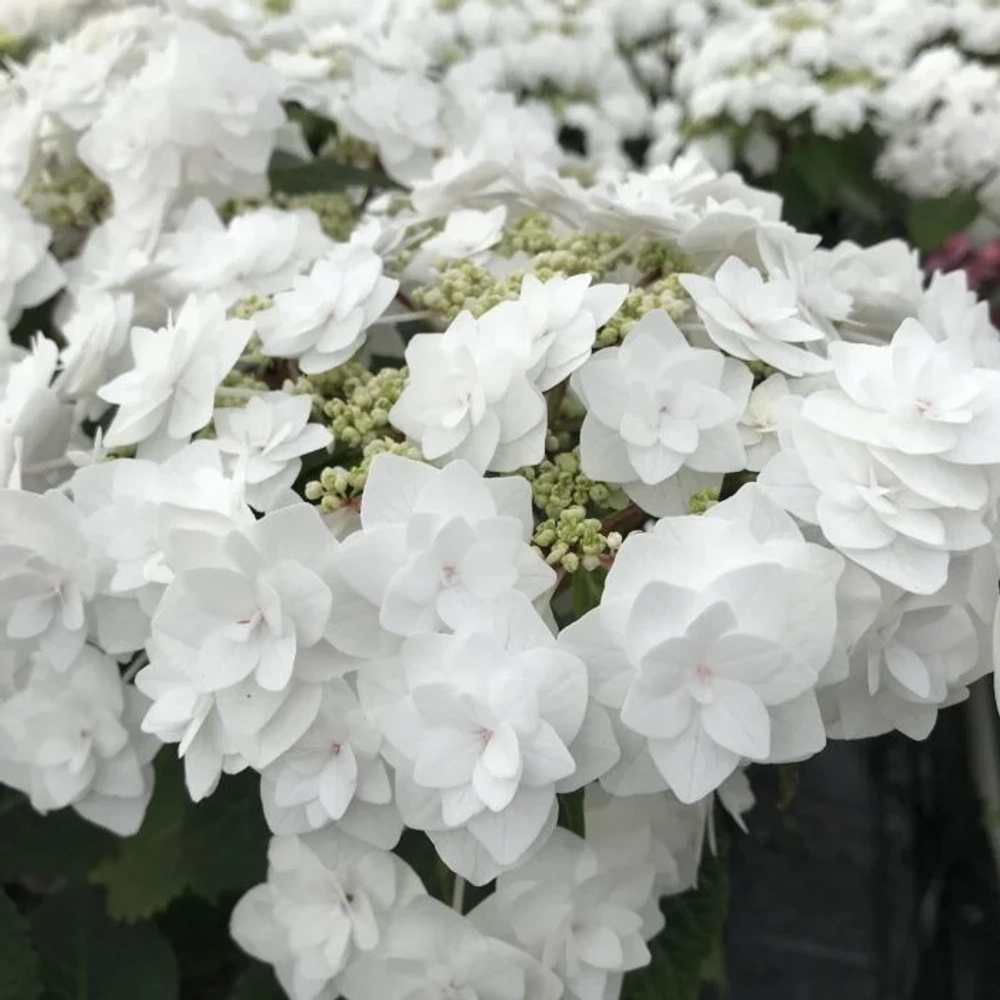 (05) Wedding Gown (Веддинг Гоун)