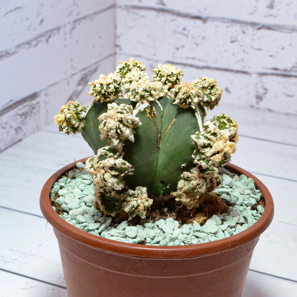 Astrophytum Myriostigma Hakujo Fukuryu (sct29590)