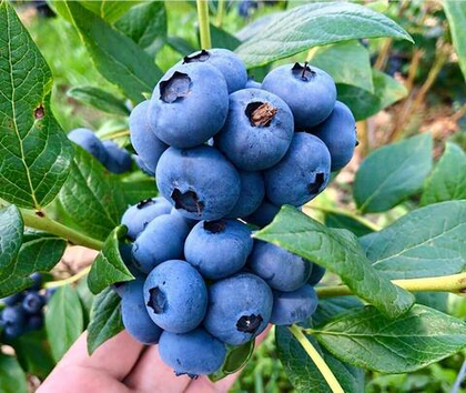 Голубика Блюкроп