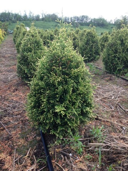 Туя складчатая Корник (Kornik)