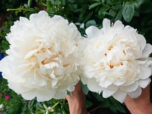 Пион Класс Акт 3-5 почек Закупка М81 октябрь 2026