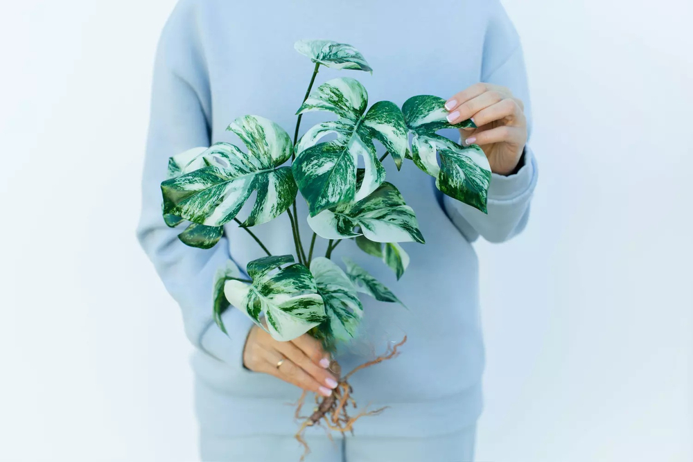 Куст вариегатной монстеры из 12 листьев с корнями