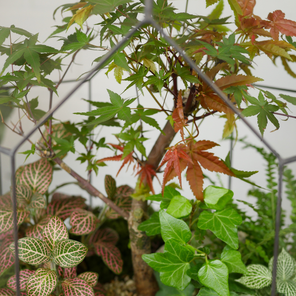 Готовый флорариум бонсай Клён Бонсариум XL с озером