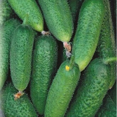 Атос F1 семена огурца партенокарпического (ПОИСК)