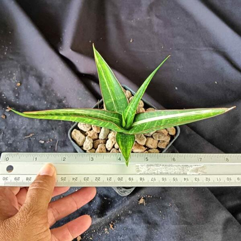 Сансевиерия SNOW WHITE VAR