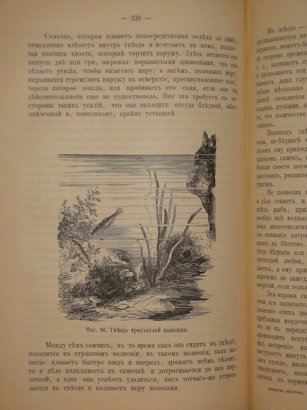"Аквариум любителя. Подробное описание флоры и фауны аквариума, устройство аквариума, уход за ним и пр.". Н.Ф.Золотницкий. 1890г.