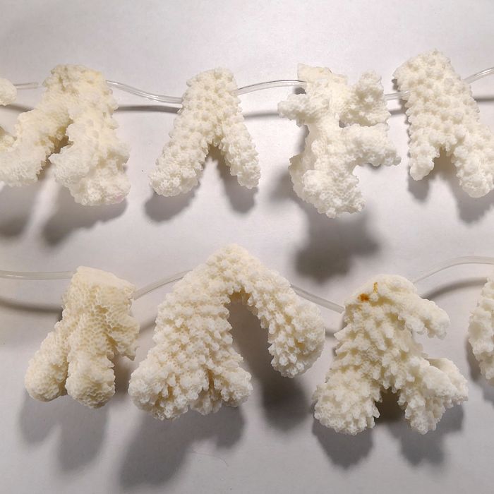 Бусина из коралла белого губчатого, фигурная, 40x50 мм (природная форма)