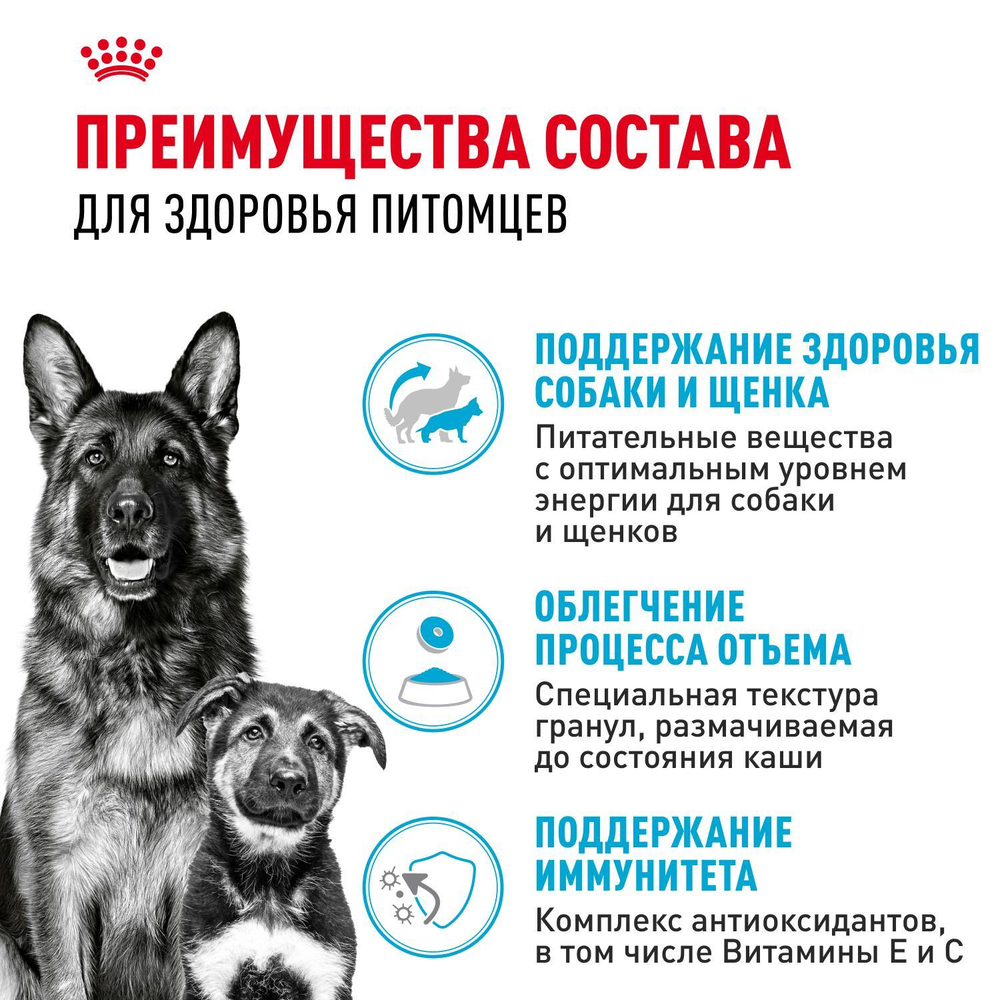 Royal Canin Maxi Starter Корм для щенков крупных пород до 2-х месяцев беременных и кормящих собак 4 кг