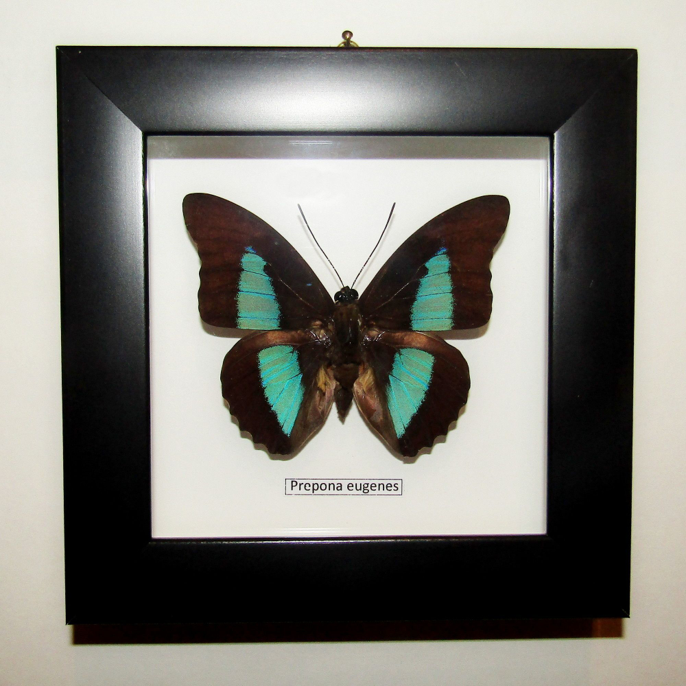 Бабочка Prepona eugenes в рамке