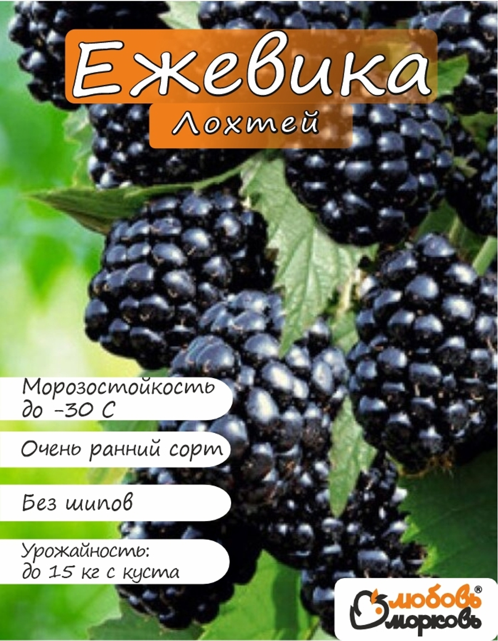 Ежевика саженец ЛохТей