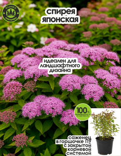Саженец, Спирея, Японская