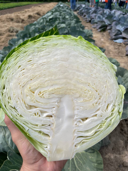 Корсума F1 семена капусты белокочанной Rijk Zwaan-Райк Цваан отзывы – фото 11