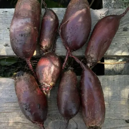 Свекла цилиндра "О, Батат", 500 г (цена указана за 500г, вес может отличаться)