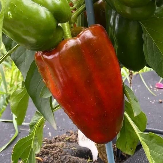 КЛАУДИО F1 семена перца сладкого Nunhems описание