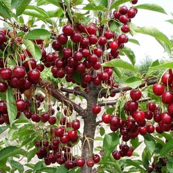 Вишня Тургеневка