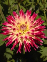 Георгин кактусовидный Таити Санрайз