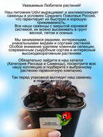 Живучка Махагони аюга многолетник