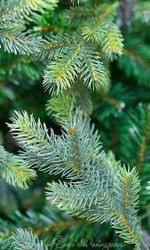 "ГРАЦИО ПРЕМИУМ" Светящаяся 4