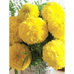 Семена Тагетес Купид желтый 0,3гр