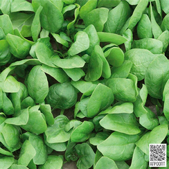 Рембрандт F1 семена шпината (Bejo / Бейо)