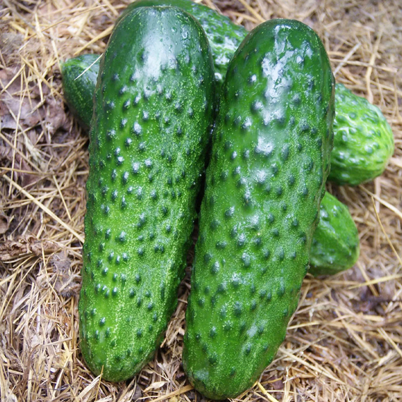 Рубинштейн F1 семена огурца партенокарпического (Rijk Zwaan / ALEXAGRO) культура – фото 2