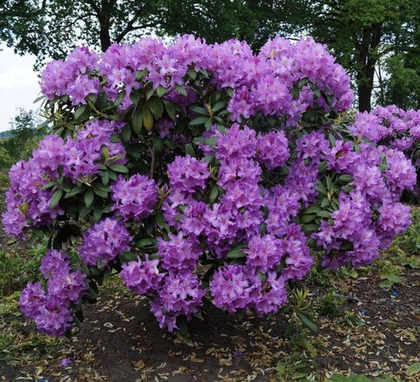 Рододендрон Грандифлорум горшок 3л