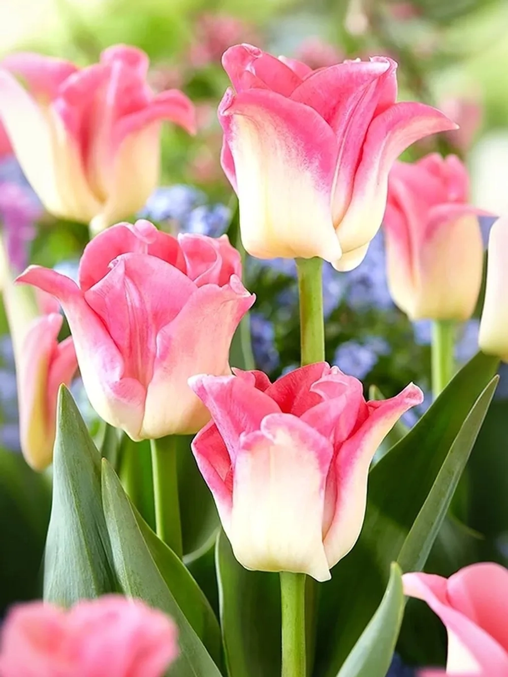 Тюльпан Экзотический Краун оф Династи