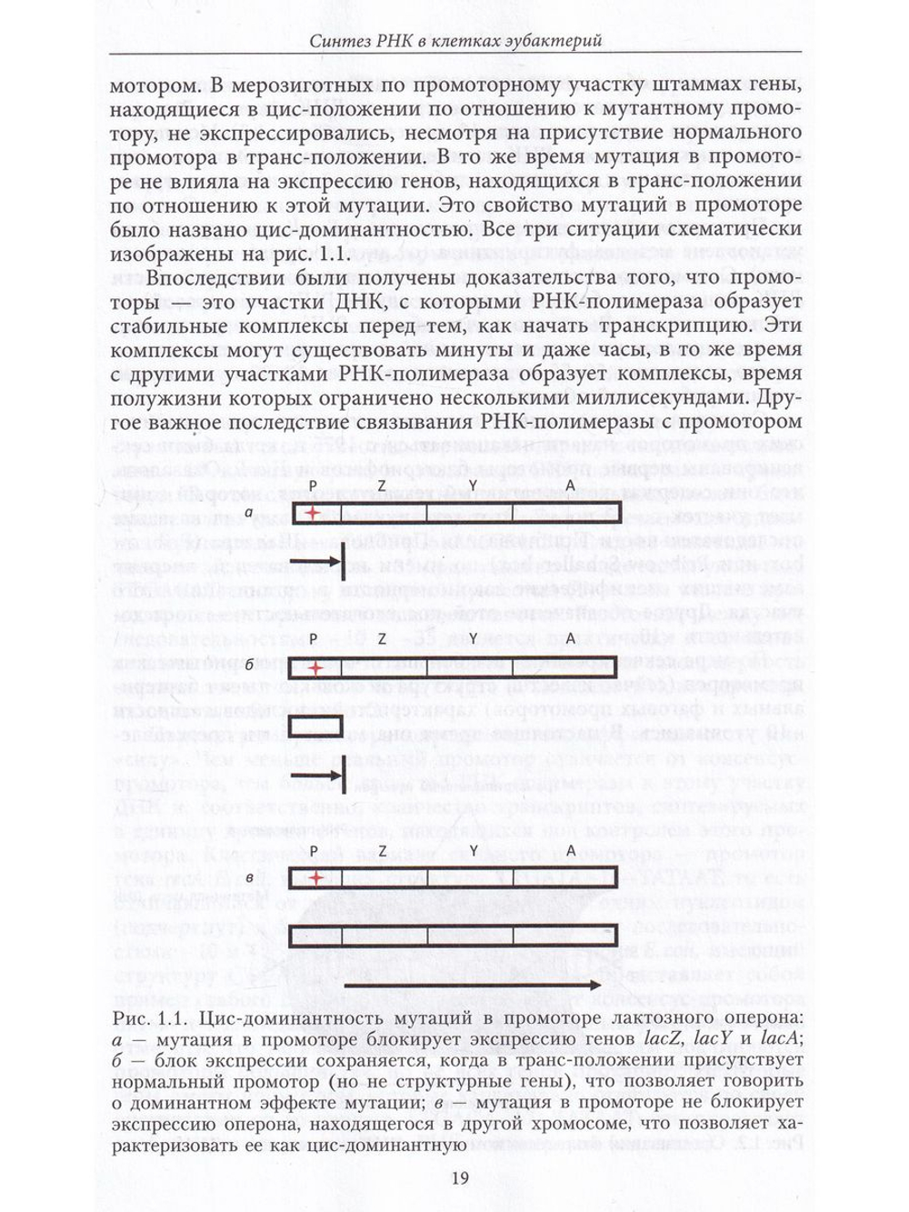 РНК: синтез и функции
