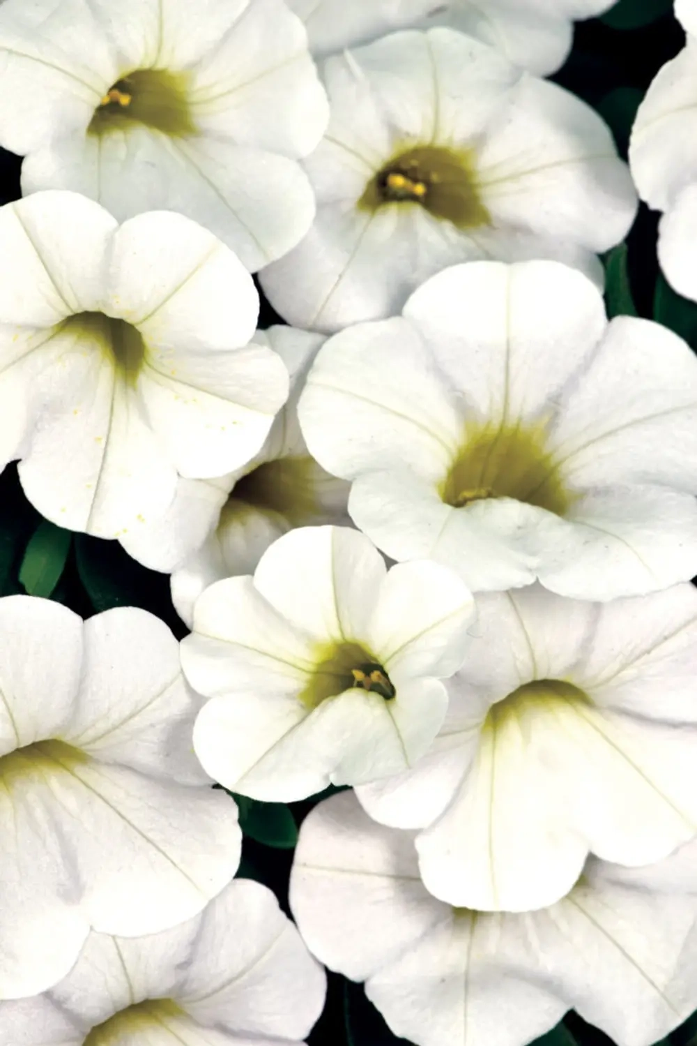Калибрахоа CALITASTIC White