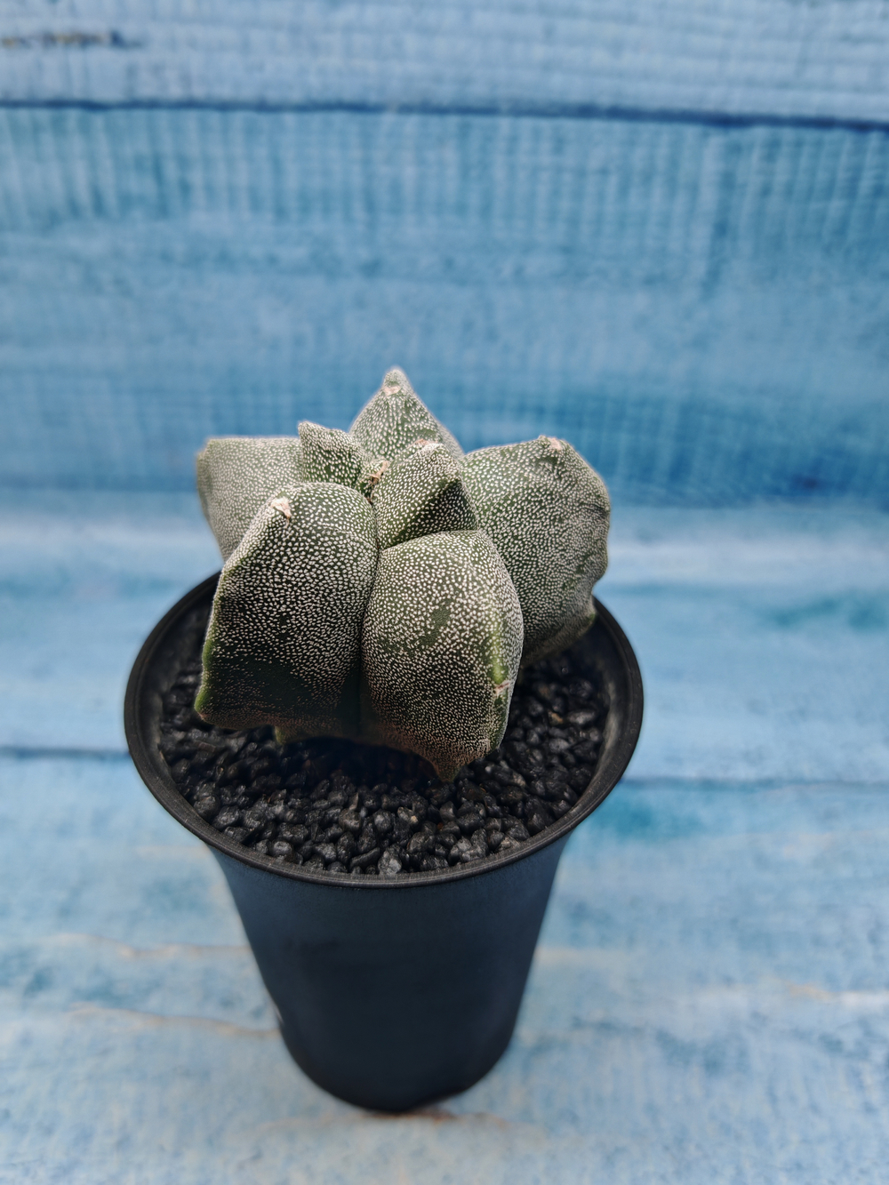 Astrophytum Myriostigma monstrosa (Астрофитум)