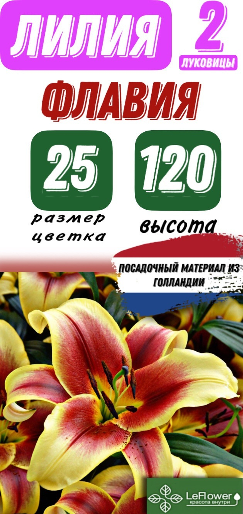 Лилия Луковица, Флафия, ОТ-гибрид, разбор 22/24, 2 шт