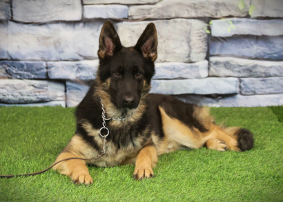 ЯРОФЕЙ Из Поместья Боговик - 14.10.2024 д.р.