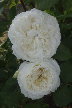 Сидзуку (Shizuku)