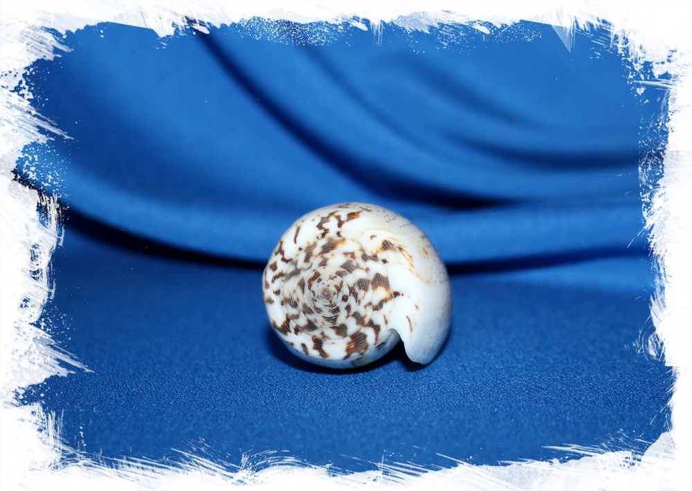 Conus Fulvobullatus, Pionoconus magus, conus magus