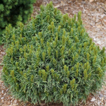 Сосна веймутова Грин Твист