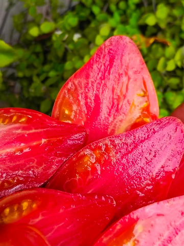 Сладкая карамель Софии сорт томата