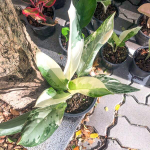 Аглаонема GOLDEN BAY