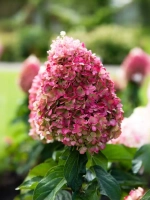 Гортензия метельчатая Пинки Промис