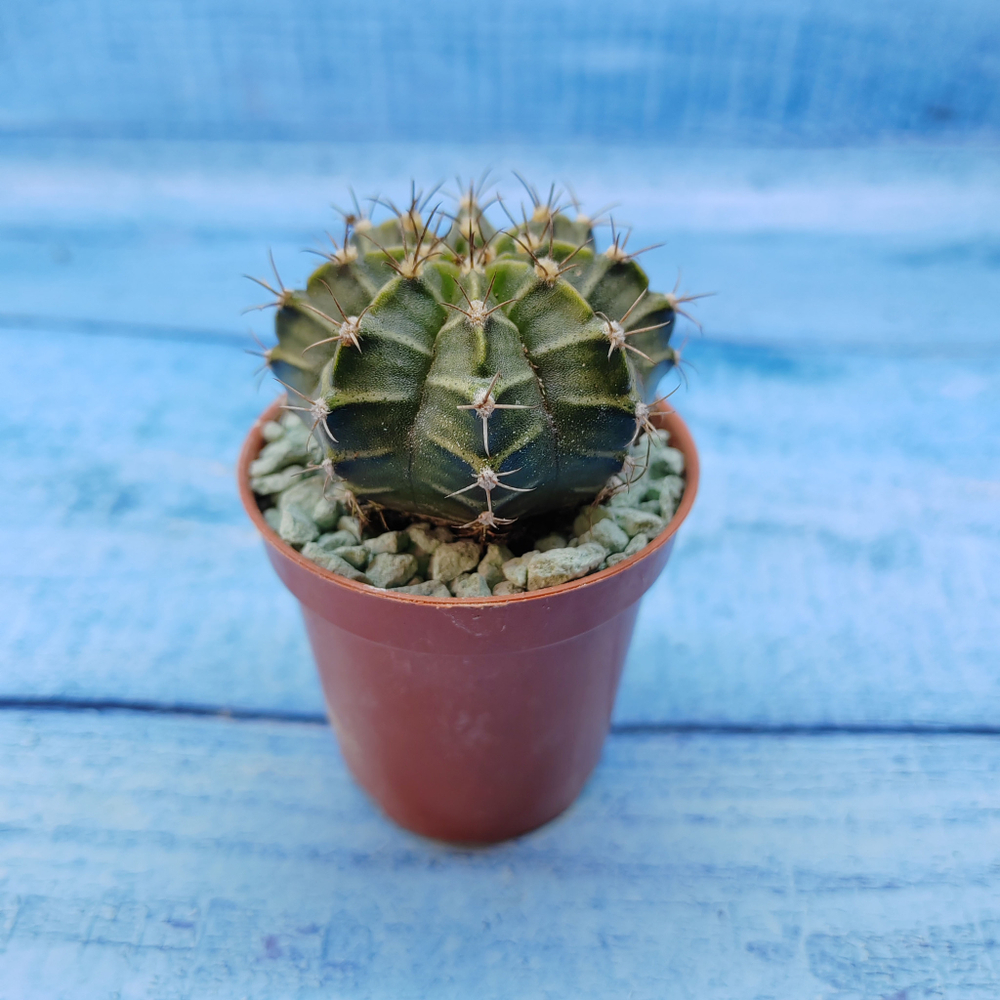 Gymnocalycium Friedrichii (Гимнокалициум)