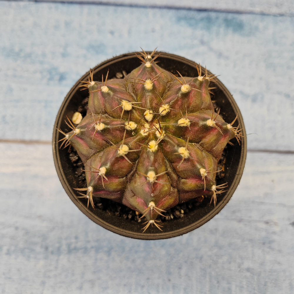 Gymnocalycium T-Rex Pink hybride (Гимнокалициум T-rex)
