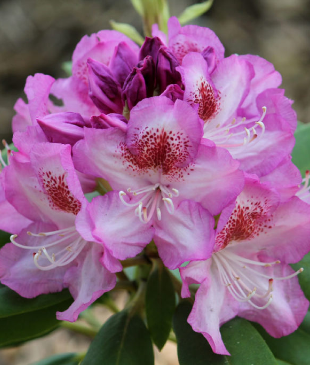 Рододендрон гибридный Казимир Одновичел 25-35 см Закупка М63 апрель 2026