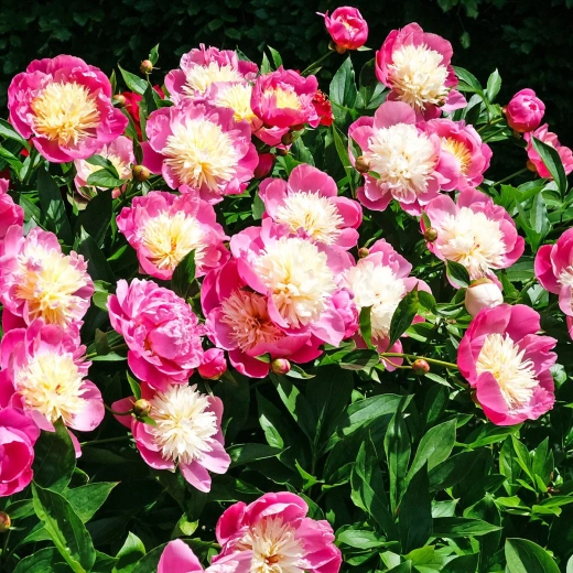 Пион Боул оф Бьюти 3-5 почек Закупка М81 октябрь 2026