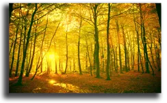 Постер "Золотой лес"