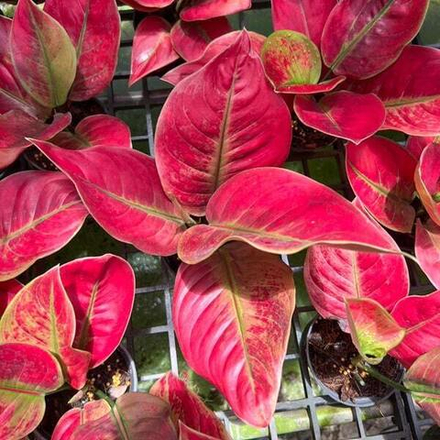 Аглаонема AYUNINDI / HHHR MUTATION