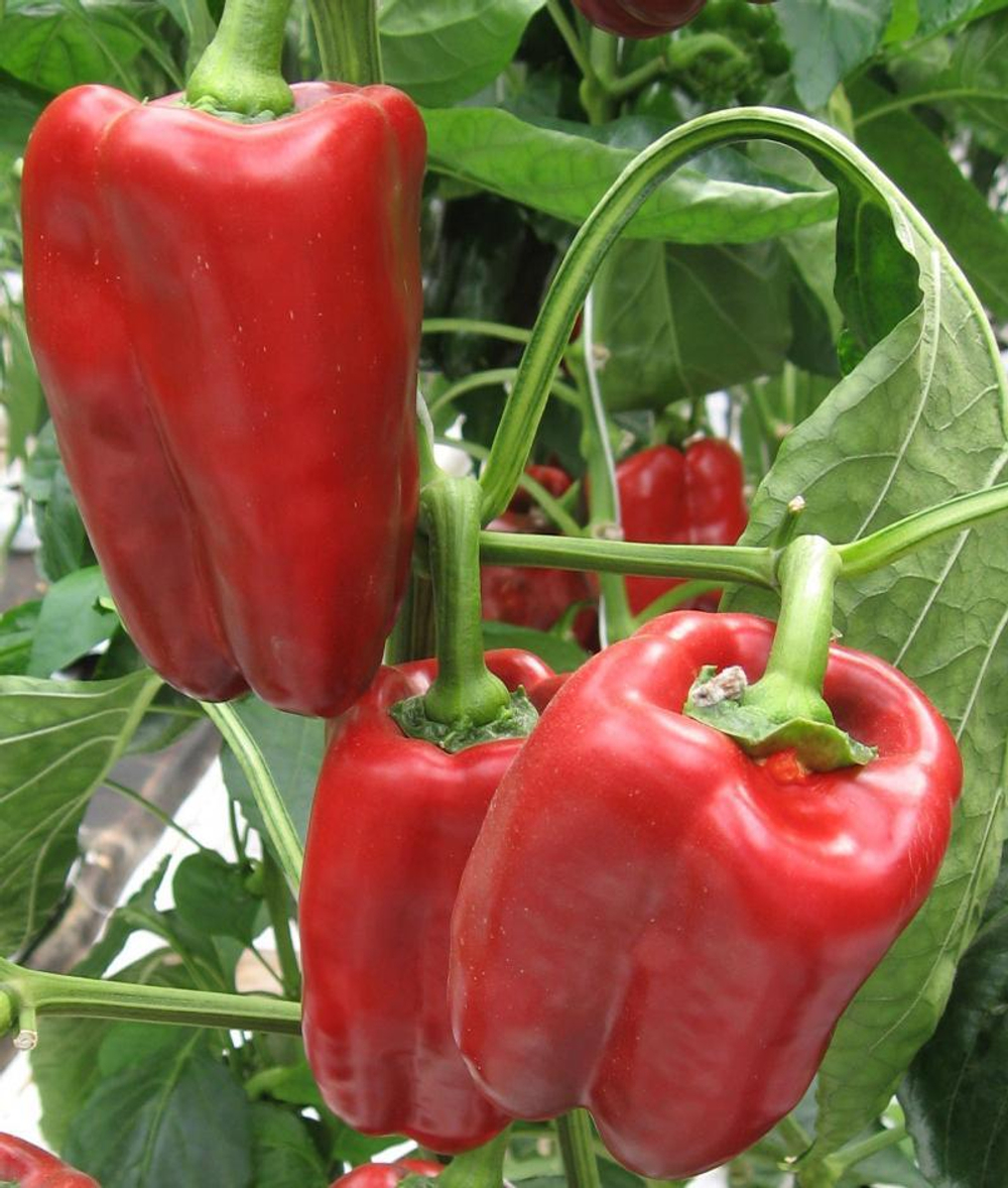 Перец сладкий Тамерлан F1 5шт Мировые Семена VITA GREEN