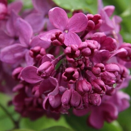 Сирень День Победы