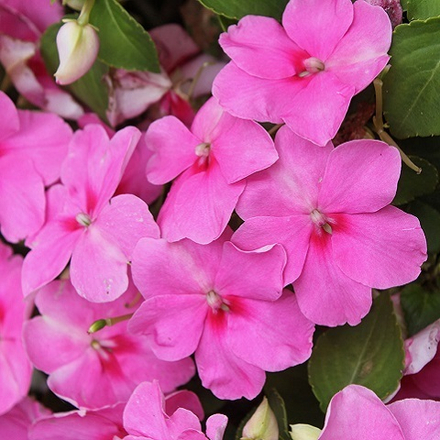 Бальзамин ярко-розовый (6шт)