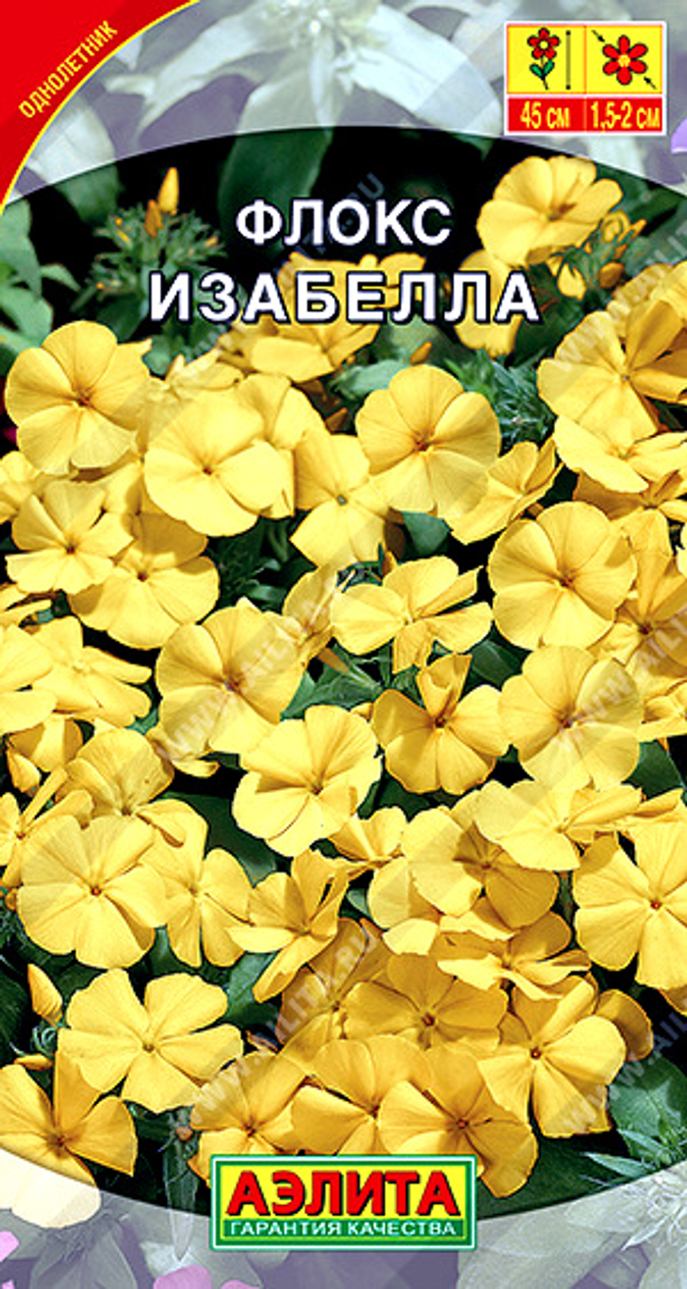 Флокс Изабелла