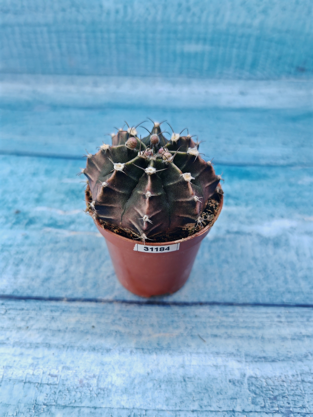 Gymnocalycium Friedrichii (Гимнокалициум)